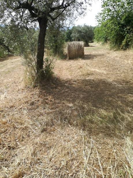 terreno agricolo in vendita a Sant'Agata de' Goti