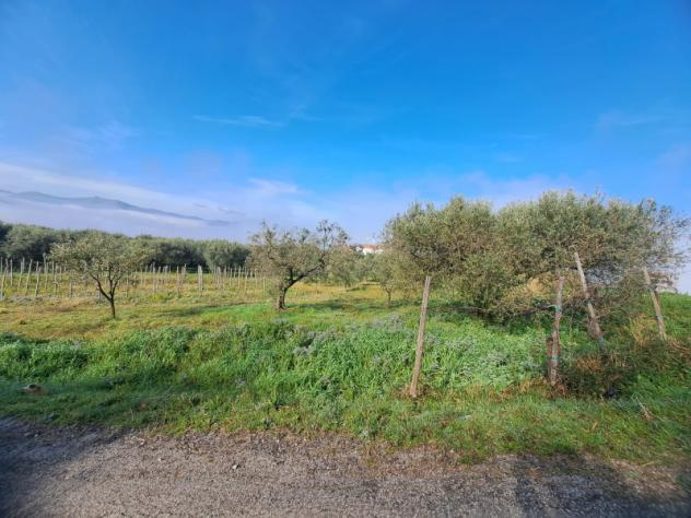 terreno agricolo in vendita a Sant'Agata de' Goti