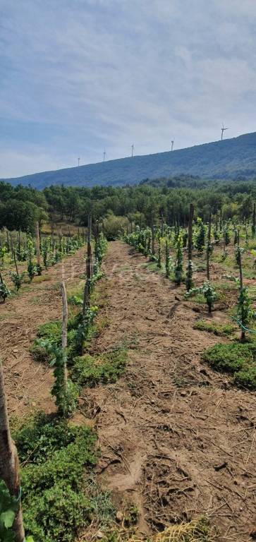 terreno agricolo in vendita a Sant'Agata de' Goti