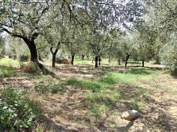 terreno agricolo in vendita a Sant'Agata de' Goti