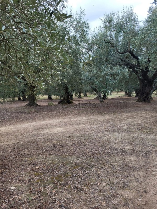 terreno agricolo in vendita a Sant'Agata de' Goti