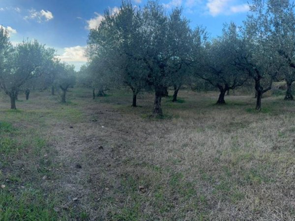 terreno agricolo in vendita a Sant'Agata de' Goti