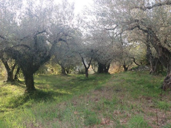 terreno agricolo in vendita a Sant'Agata de' Goti