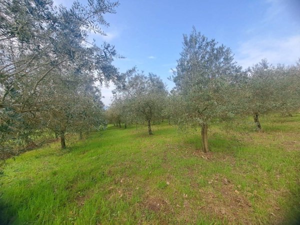 terreno agricolo in vendita a Sant'Agata de' Goti