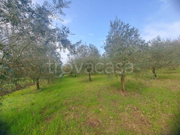 terreno agricolo in vendita a Sant'Agata de' Goti