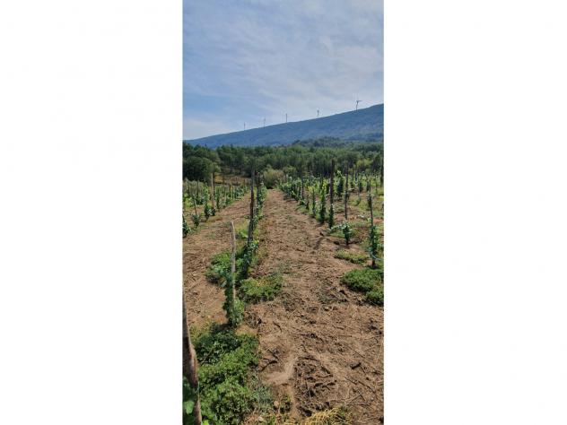 terreno agricolo in vendita a Sant'Agata de' Goti in zona Bagnoli