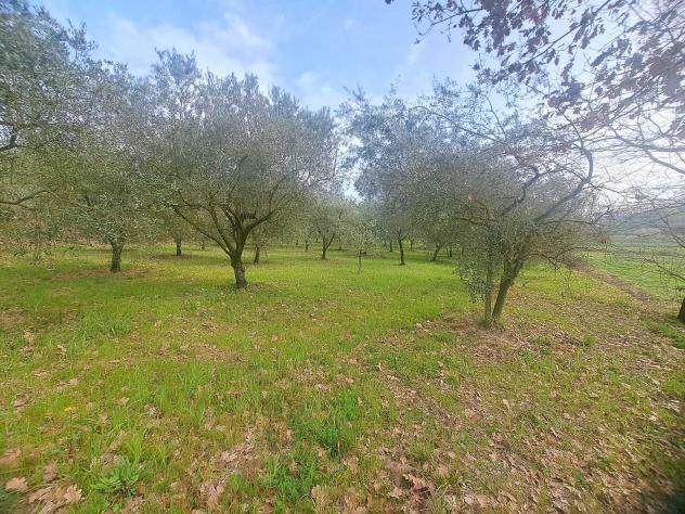 terreno agricolo in vendita a Sant'Agata de' Goti