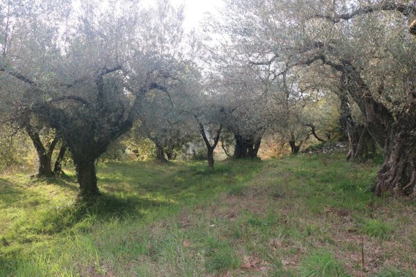 terreno agricolo in vendita a Sant'Agata de' Goti in zona Cotugni Paolini