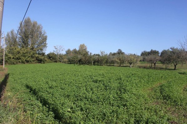 terreno agricolo in vendita a Sant'Agata de' Goti in zona Cotugni Paolini