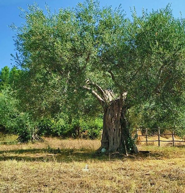 terreno agricolo in vendita a Sant'Agata de' Goti in zona Presta