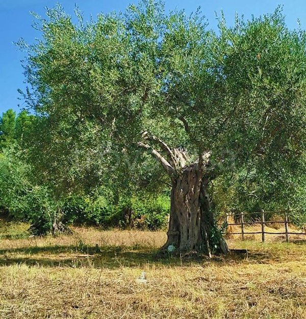 terreno agricolo in vendita a Sant'Agata de' Goti in zona Presta