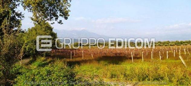 terreno agricolo in vendita a Solopaca