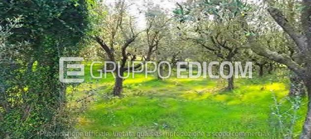 terreno agricolo in vendita a Solopaca
