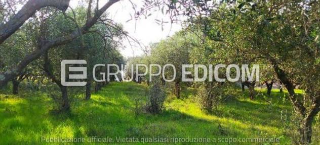 terreno agricolo in vendita a Solopaca