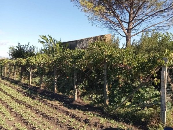 terreno agricolo in vendita ad Acerra