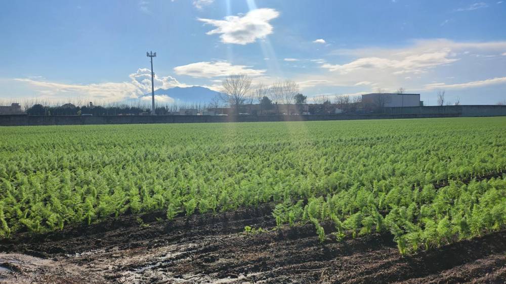 negozio in vendita ad Acerra