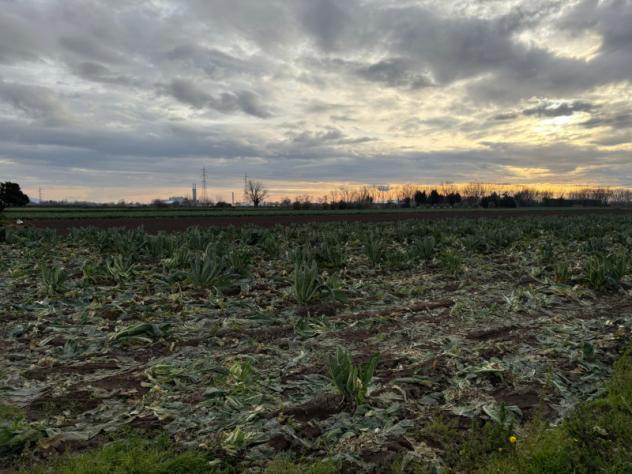 terreno agricolo in vendita ad Acerra