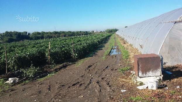 terreno agricolo in vendita ad Acerra in zona Gaudello