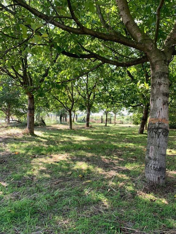 terreno agricolo in vendita ad Acerra