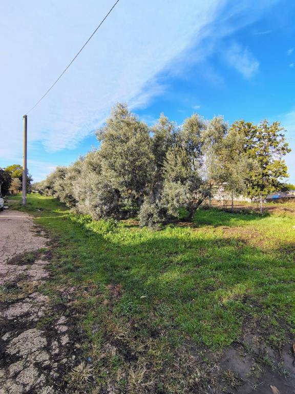 terreno agricolo in vendita ad Acerra