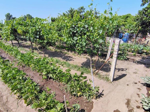 terreno agricolo in vendita ad Acerra