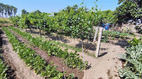 terreno agricolo in vendita ad Acerra