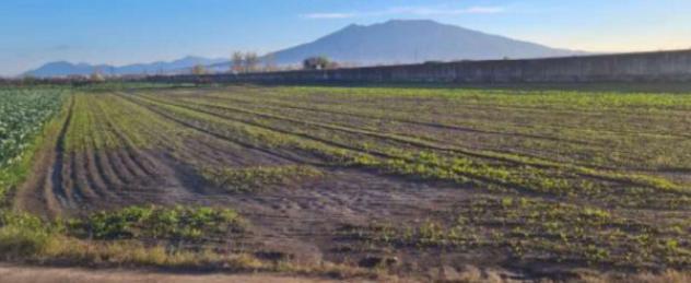 terreno agricolo in vendita ad Acerra