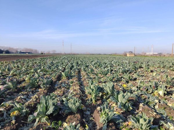 terreno agricolo in vendita ad Acerra in zona Centro Città