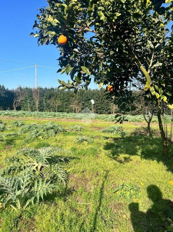 terreno agricolo in vendita ad Acerra
