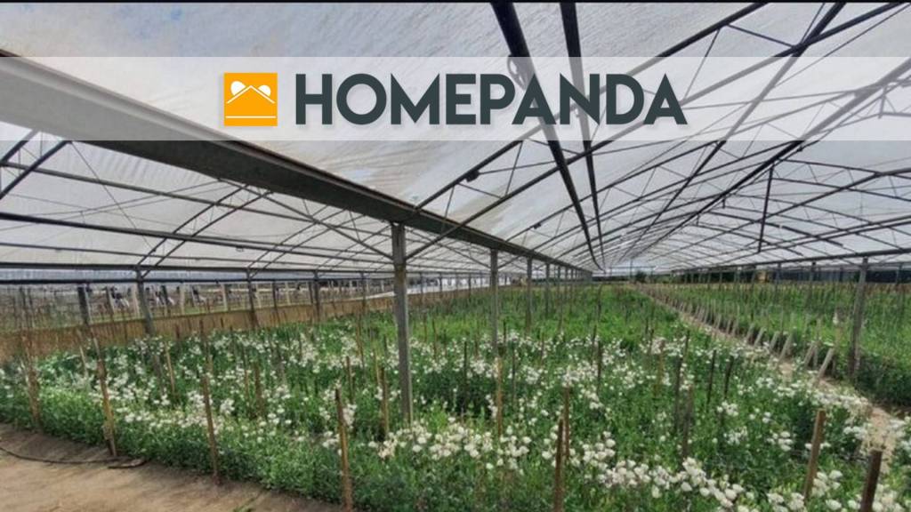 terreno agricolo in vendita a Boscoreale in zona Cangiani