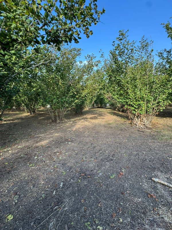 terreno agricolo in vendita a Boscoreale in zona Chiesa della Giuliana