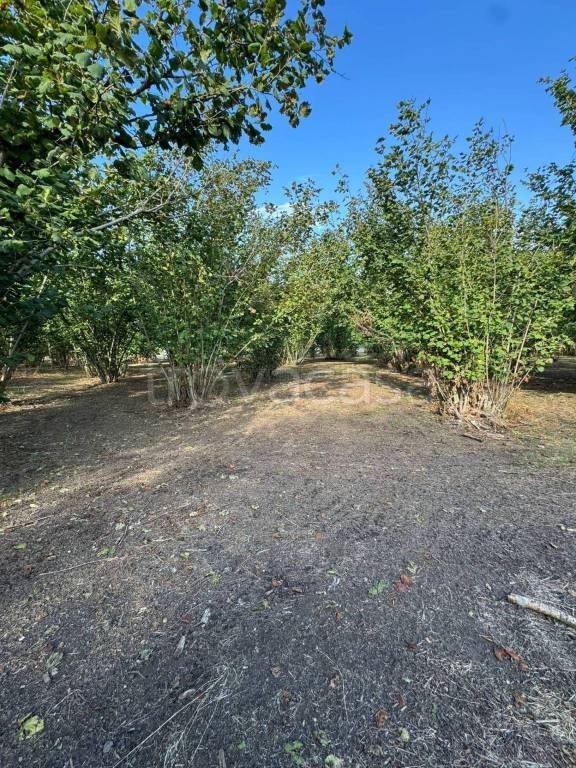terreno agricolo in vendita a Boscoreale in zona Chiesa della Giuliana