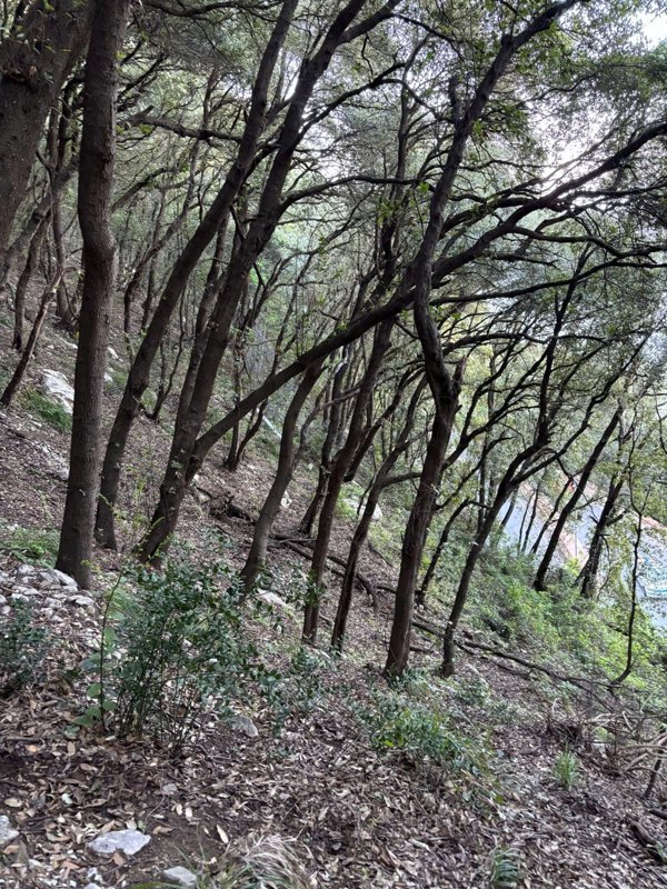 terreno agricolo in vendita a Capri in zona Marina Piccola