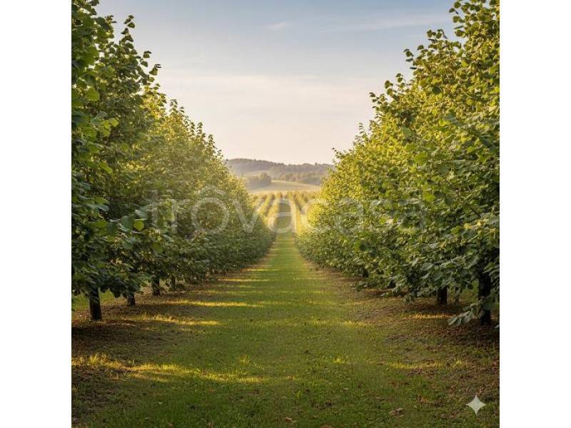 terreno agricolo in vendita a Carbonara di Nola