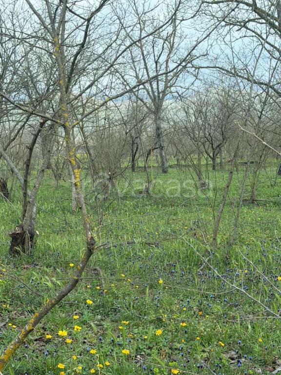 terreno agricolo in vendita a Carbonara di Nola