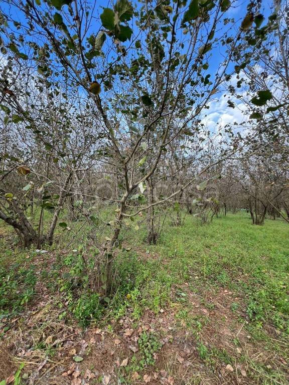 terreno agricolo in vendita a Casamarciano