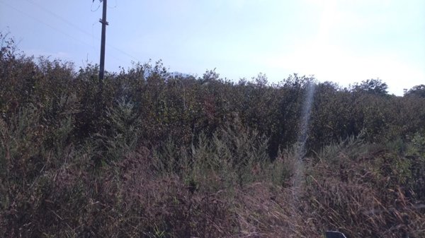 terreno agricolo in vendita a Casamarciano