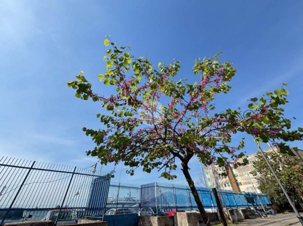 appartamento in vendita a Castellammare di Stabia in zona Centro Città
