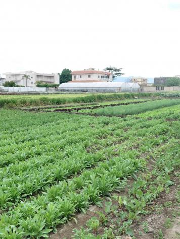 terreno agricolo in vendita a Castellammare di Stabia in zona Privati