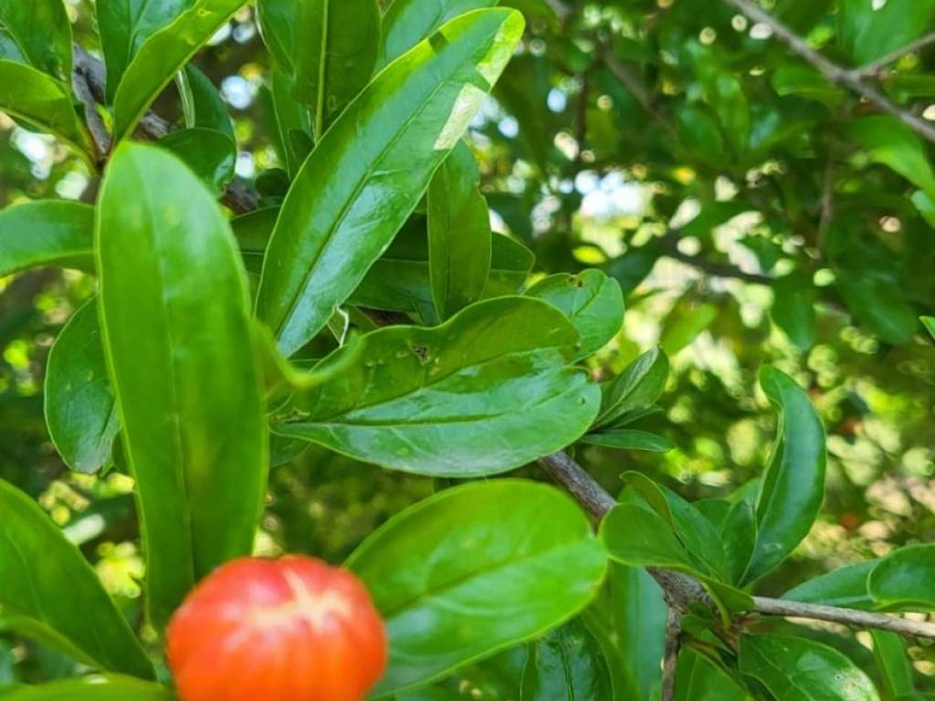 terreno agricolo in vendita a Cercola