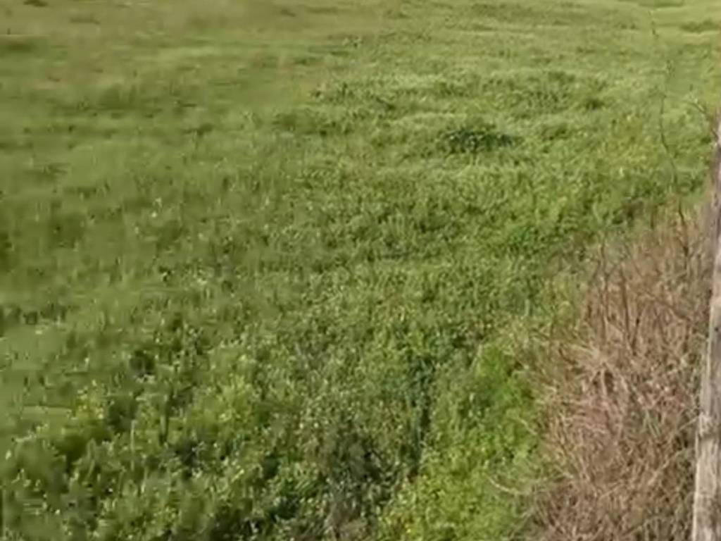 terreno agricolo in vendita a Cicciano