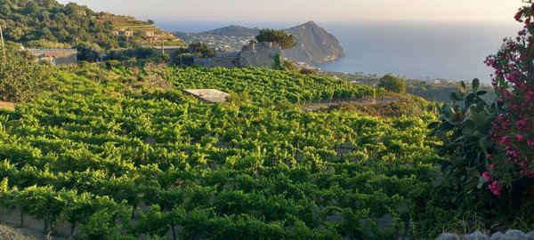 pentavano in vendita a Forio