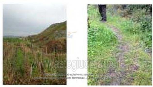 terreno agricolo in vendita a Forio