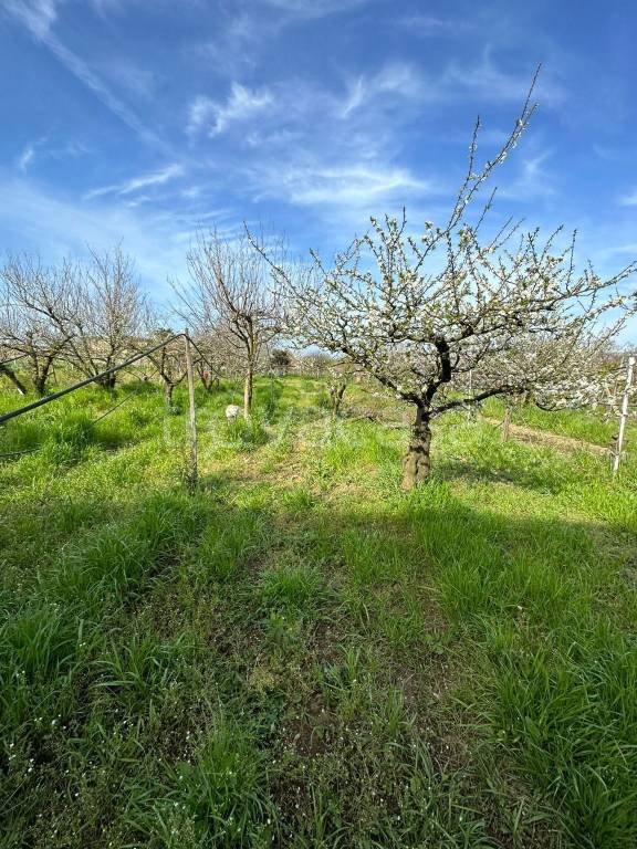 terreno agricolo in vendita a Giugliano in Campania in zona Varcaturo