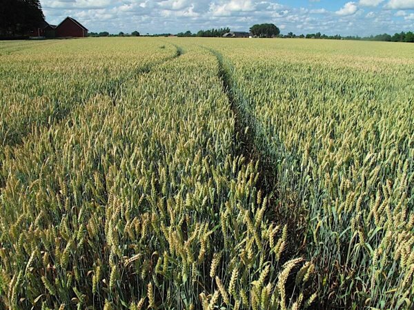terreno agricolo in vendita a Giugliano in Campania