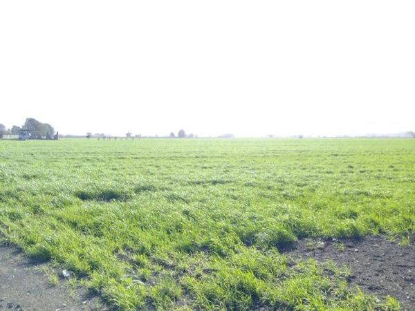 terreno agricolo in vendita a Giugliano in Campania in zona Varcaturo