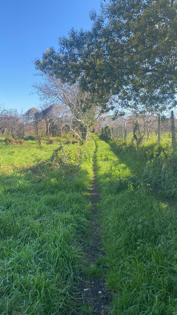 terreno agricolo in vendita a Giugliano in Campania in zona Massariola / Amodio
