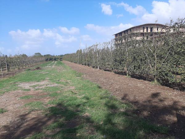 terreno agricolo in vendita a Giugliano in Campania in zona Casacelle