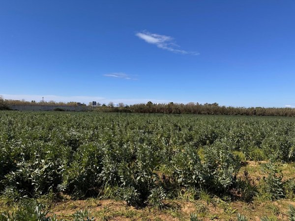 terreno agricolo in vendita a Giugliano in Campania in zona Massariola / Amodio