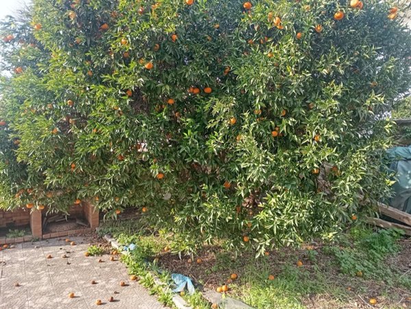 casa indipendente in vendita a Giugliano in Campania